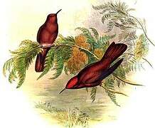 Colibri robinson