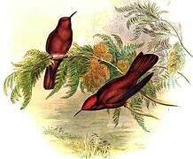 Juan Fernandez Firecrown