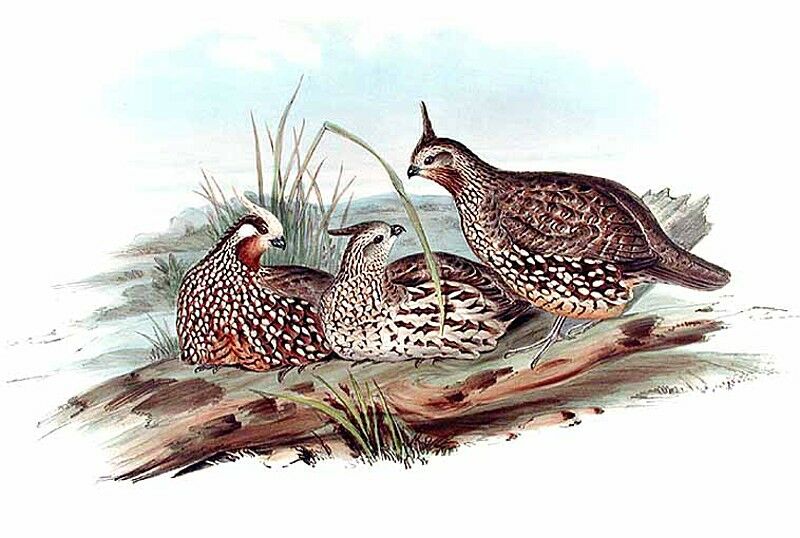 Spot-bellied Bobwhite