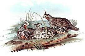 Spot-bellied Bobwhite