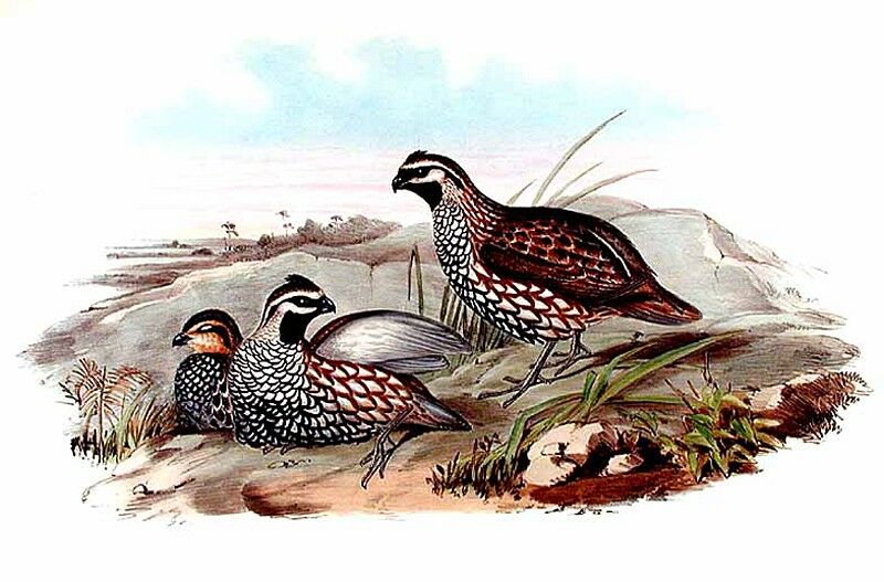 Yucatan Bobwhite