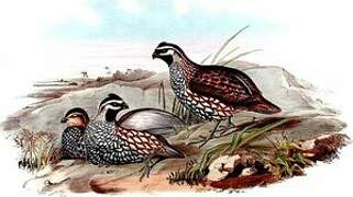 Yucatan Bobwhite