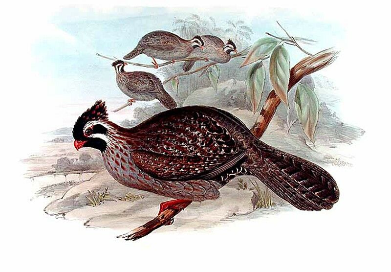 Long-tailed Wood Partridge