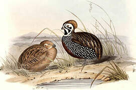 Montezuma Quail