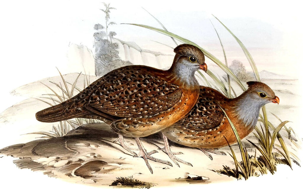 Bearded Wood Partridge