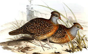 Bearded Wood Partridge