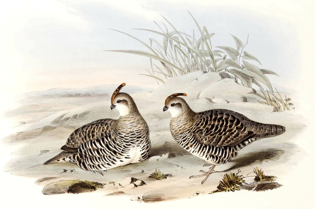 Banded Quail