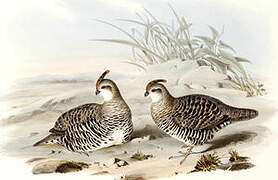 Banded Quail