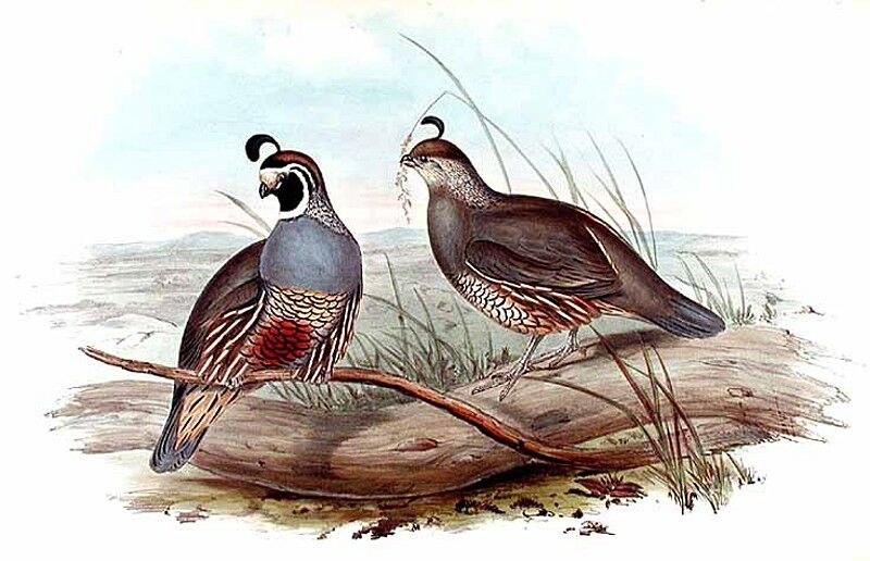 California Quail