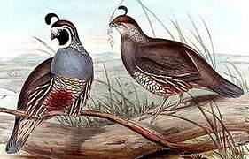 California Quail