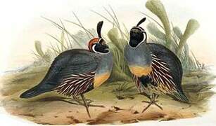 Gambel's Quail