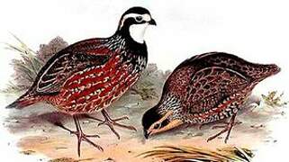 Northern Bobwhite