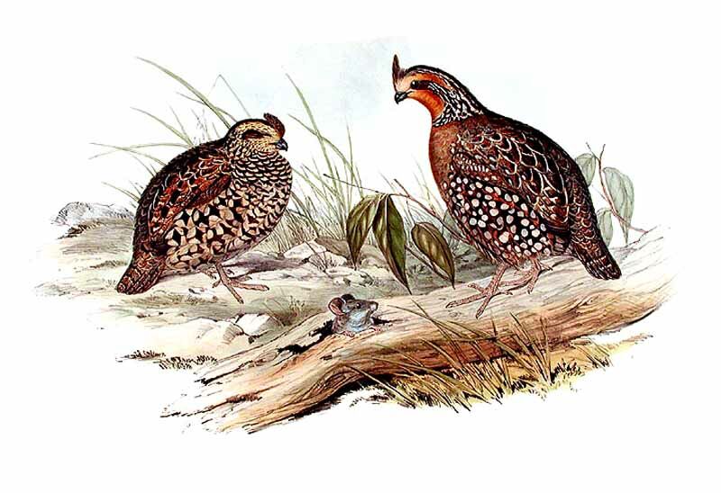 Crested Bobwhite