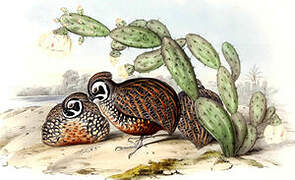 Ocellated Quail