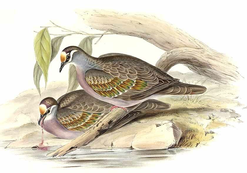 Common Bronzewing