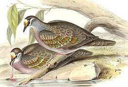 Common Bronzewing