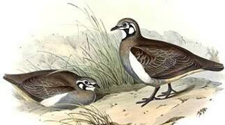 Squatter Pigeon