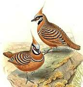 Spinifex Pigeon