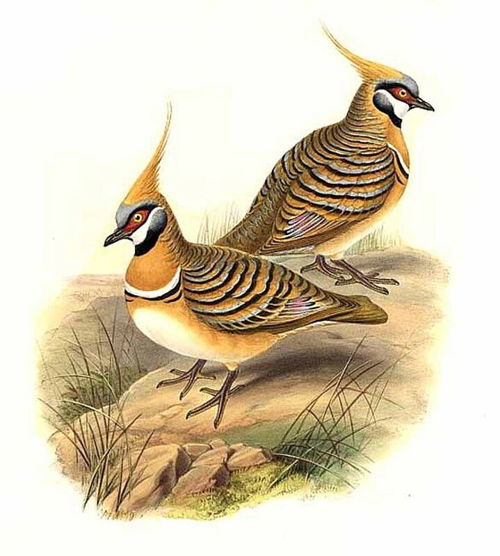 Spinifex Pigeon