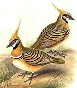 Spinifex Pigeon