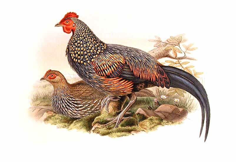 Grey Junglefowl