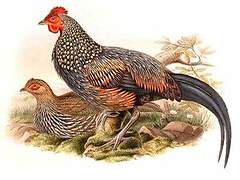 Grey Junglefowl