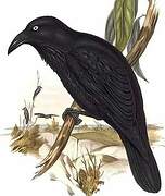 Australian Raven