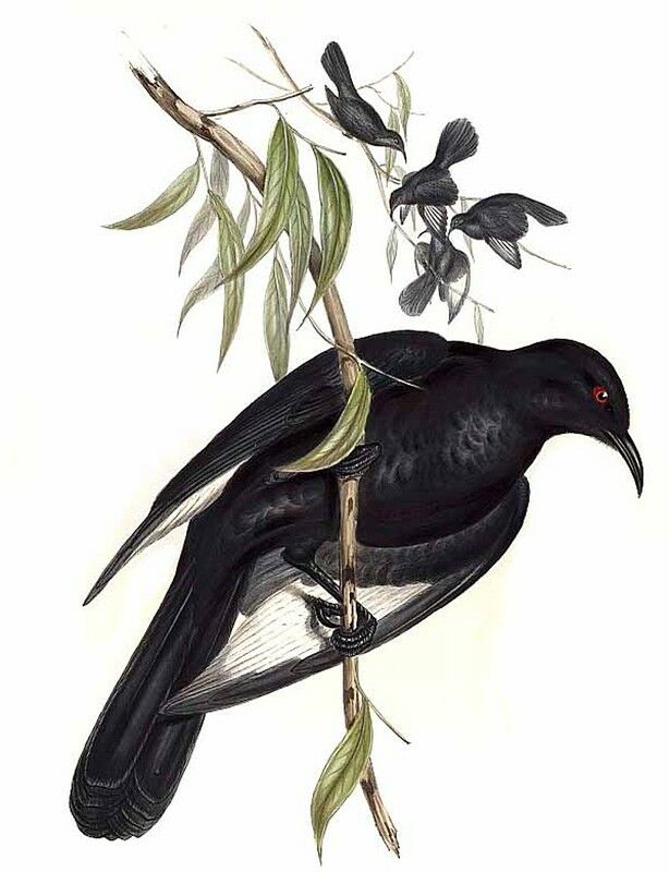 Corbicrave leucoptère