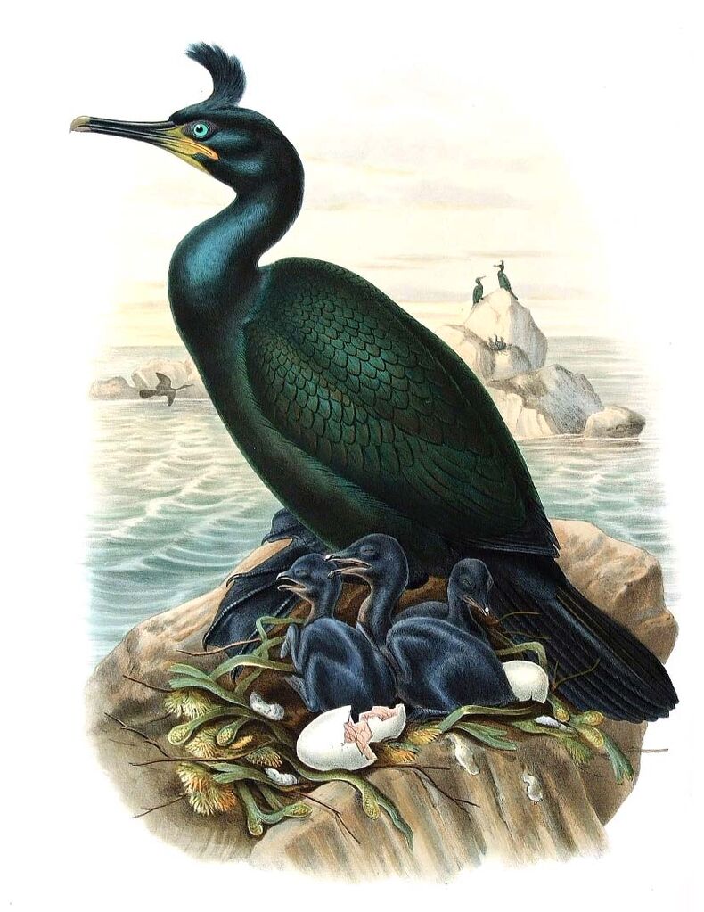 European Shag