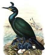 European Shag