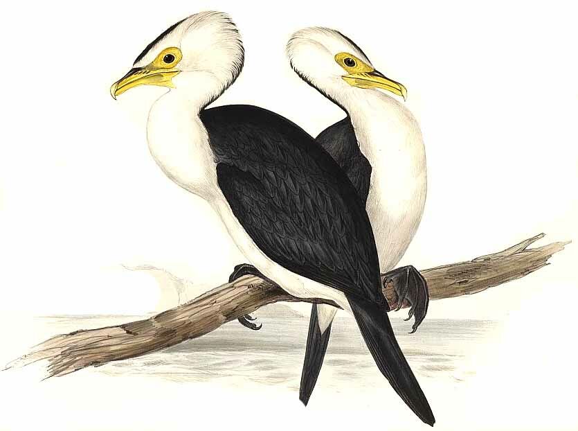 Little Pied Cormorant