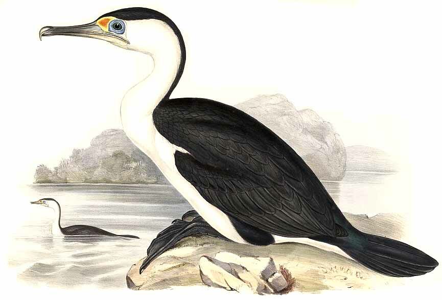 Australian Pied Cormorant