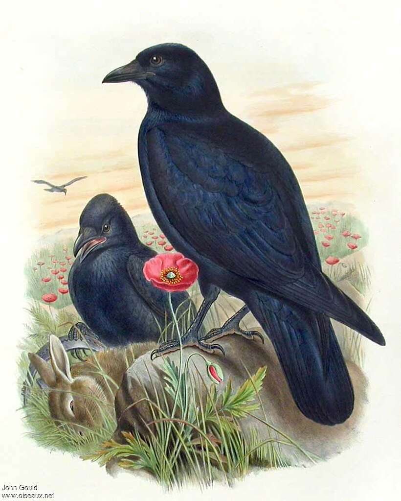 Carrion Crow