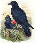 Carrion Crow