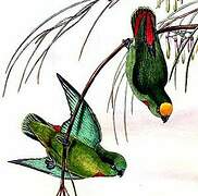 Orange-fronted Hanging Parrot