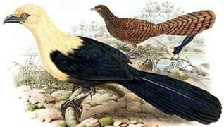 Buff-headed Coucal