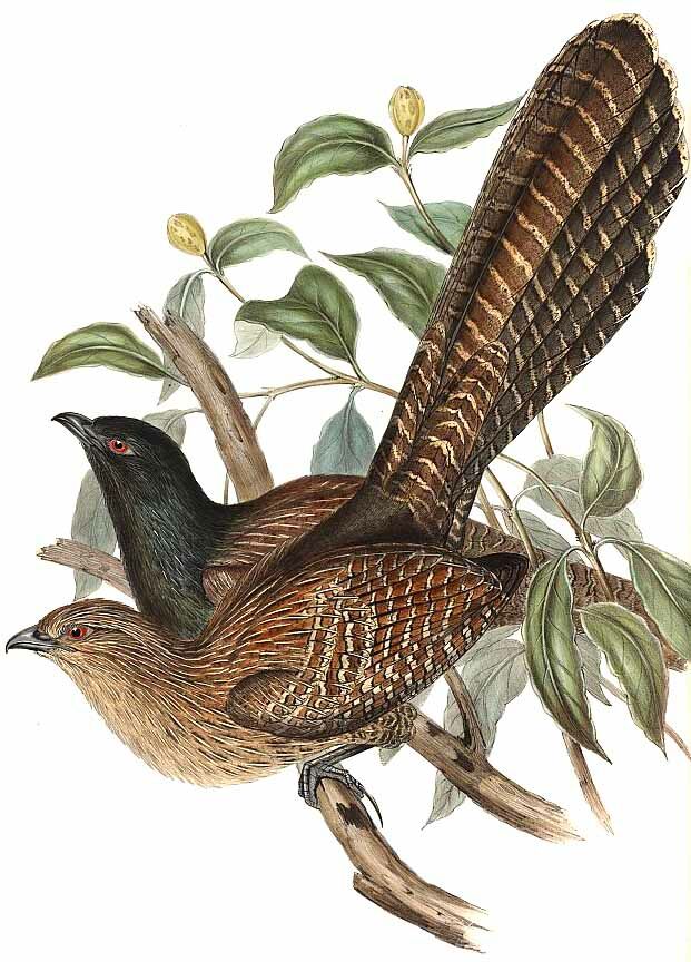 Pheasant Coucal