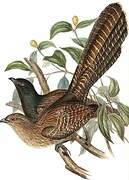 Pheasant Coucal