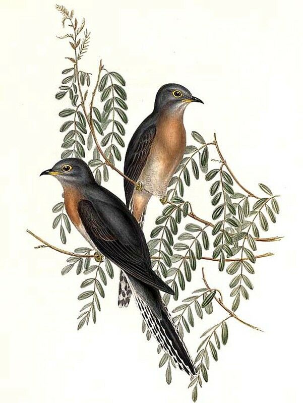 Fan-tailed Cuckoo