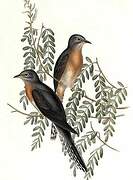 Fan-tailed Cuckoo