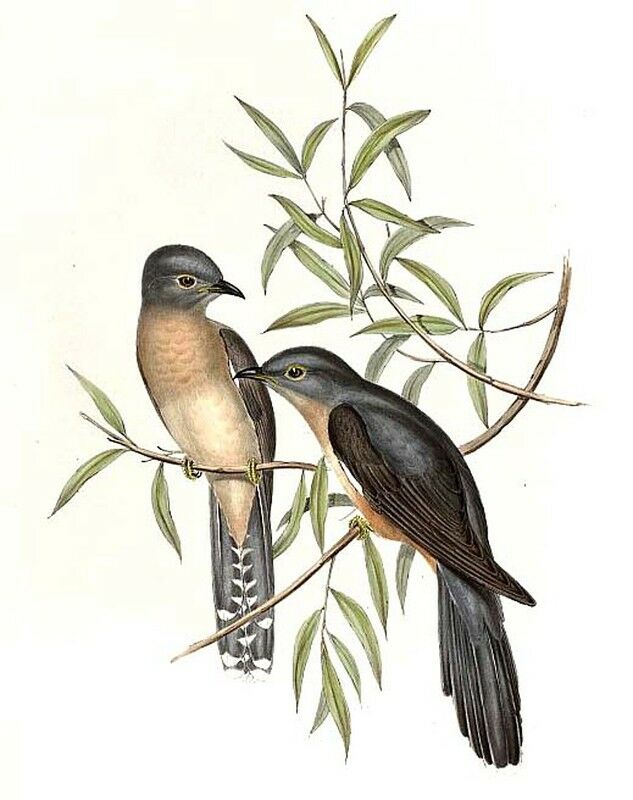 Brush Cuckoo