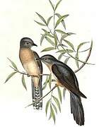 Brush Cuckoo