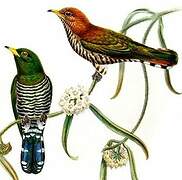 Asian Emerald Cuckoo