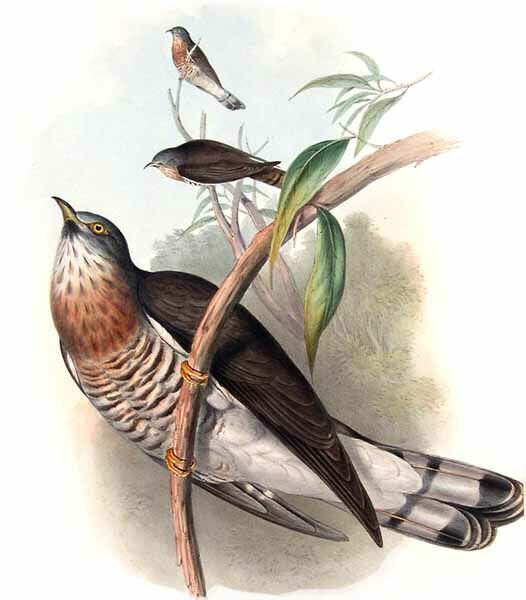 Large Hawk-Cuckoo