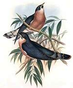 Malaysian Hawk-Cuckoo