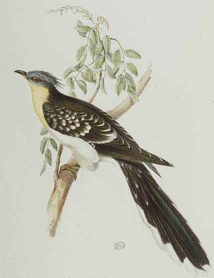 Great Spotted Cuckoo