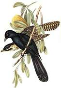 Asian Koel