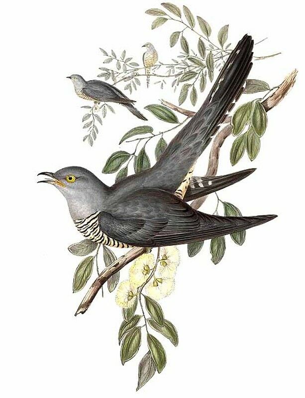 Oriental Cuckoo