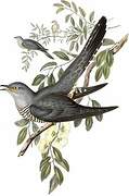 Oriental Cuckoo