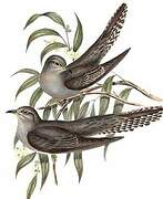 Pallid Cuckoo